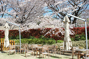 オープンガーデンの桜の写真