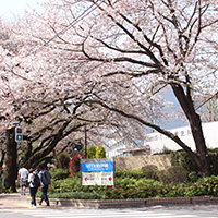 史料館に続く道の写真。桜がきれいです。