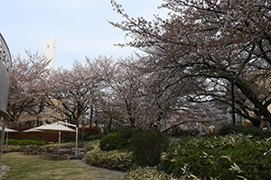 史料館オープンガーデンの桜
